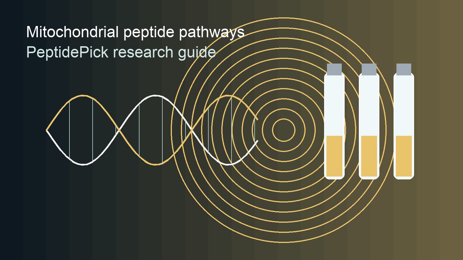 best peptides for longevity mitochondrial peptide pathways illustration