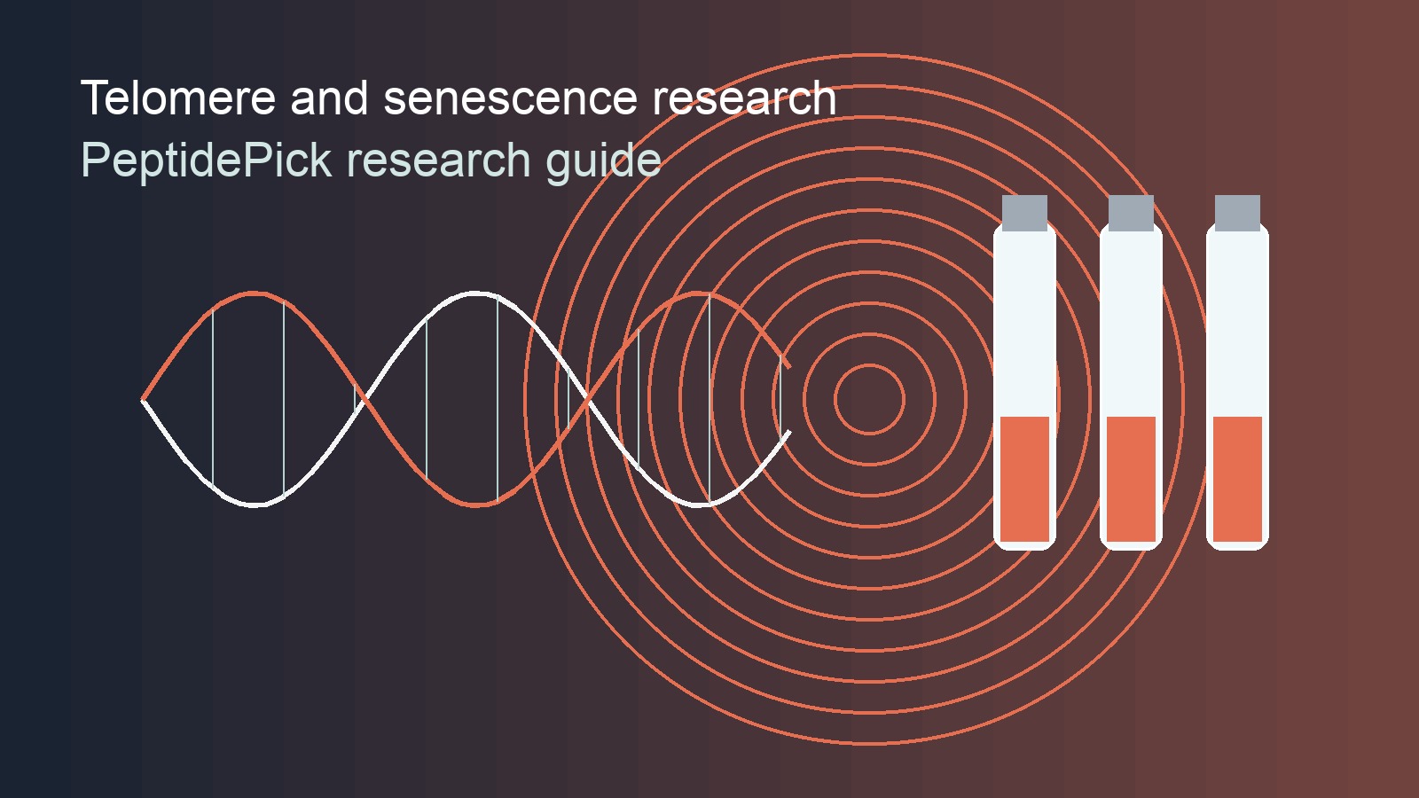 best peptides for longevity telomere and senescence peptide research illustration